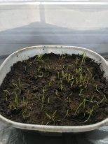 Сею в такие плошки