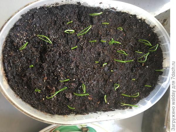 А это от другого производителя, посено 11.03 (третий заход! поздновато, конечно), а вылазит с 17.03. это среднестатистическая норма.