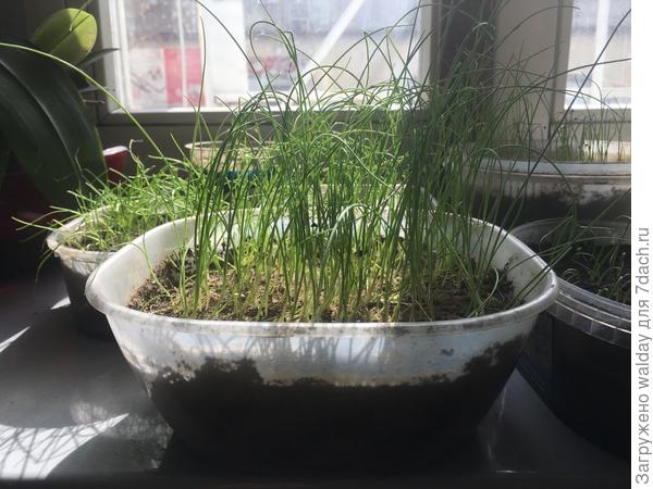 &quot;змний гигант&quot;: посеян 09.02, взошёл дружно 14.02, состояние на 22.03 -немытый, нечёсаный, а вокруг хилотень других орденоносных поставщиков, сеянная по 2-3-му разу.