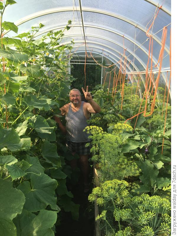 огурцы &quot;на свободе&quot;. Честь имею, ded69лет.