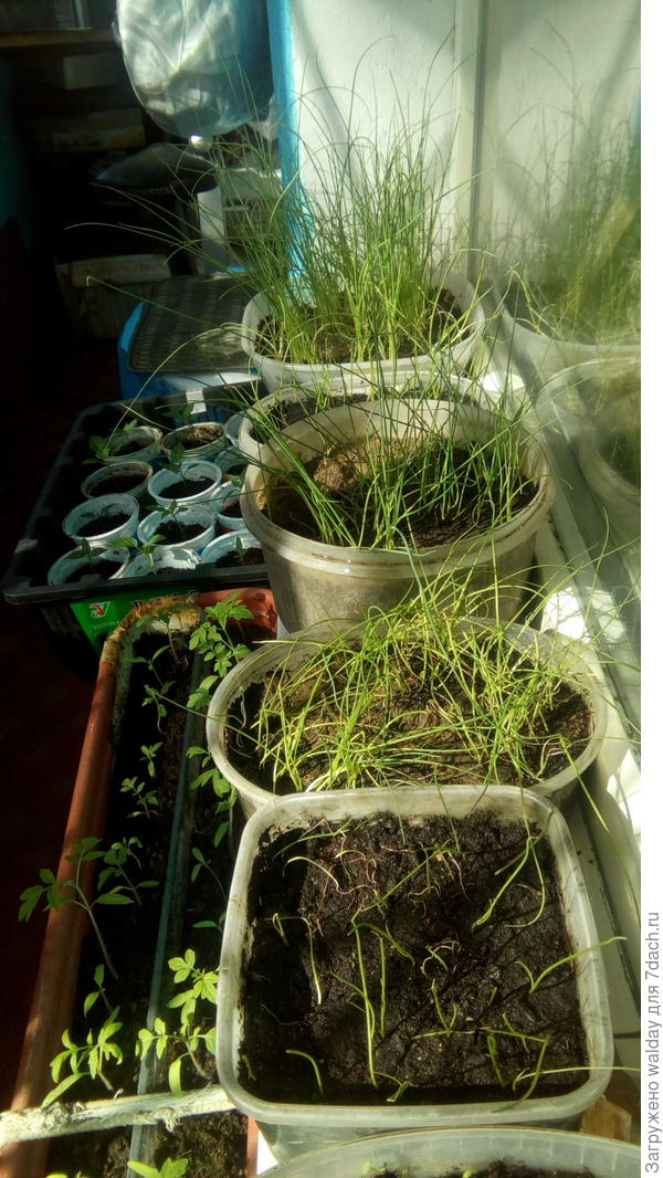 уже 01.04.17, а прилично выглядит только порей в дальней плошке.Другие, конечно, тоже вырастут, но из-за потери временного лага будет мелкота...