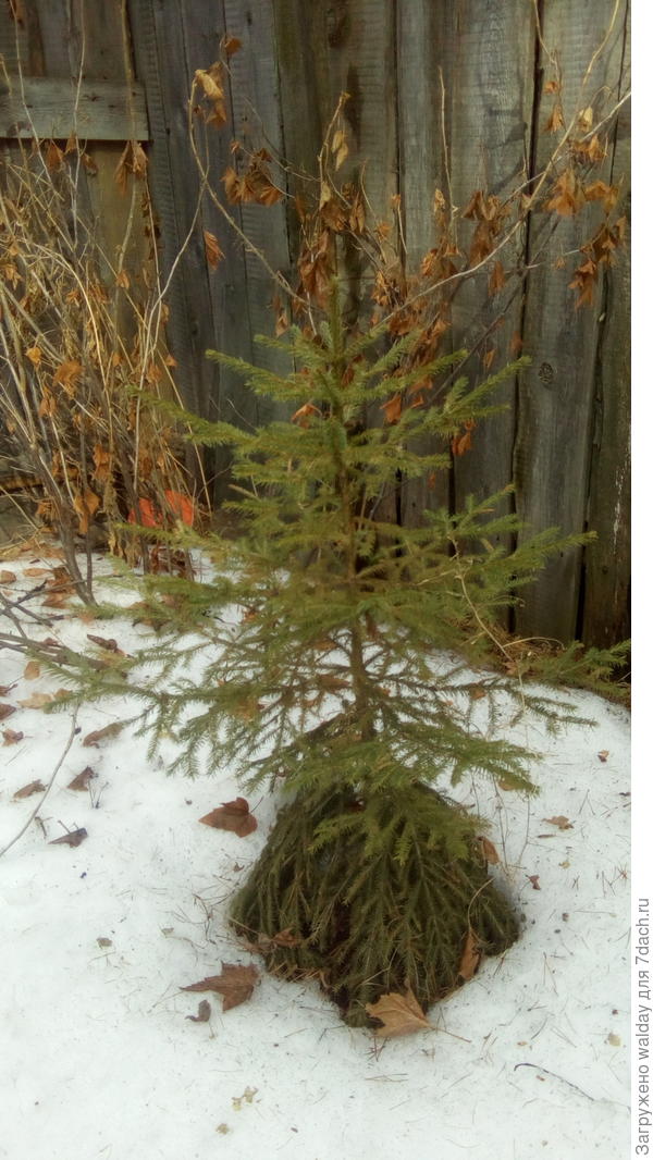 А это наглядный пример, что происходит с живыми ветками, не говоря уж о привитых...
