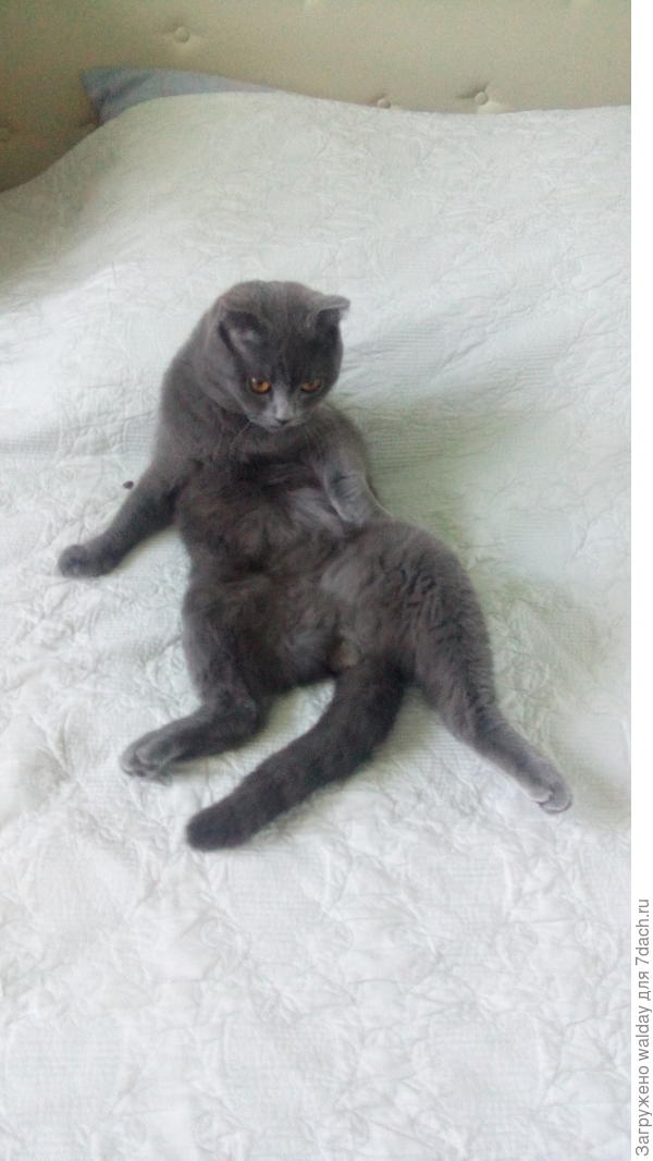 А чё я с этих луков имею, подумал Кузя...