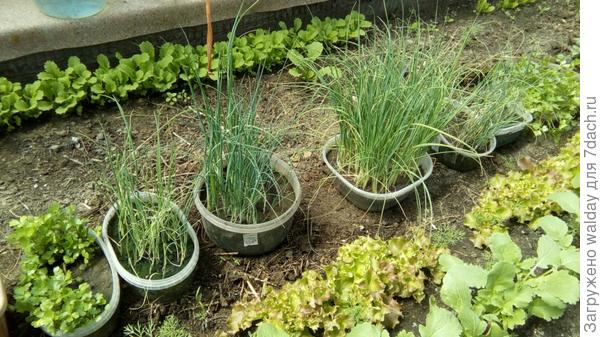 Рассада в этом году хиловатая, но Кузя высадил всё!