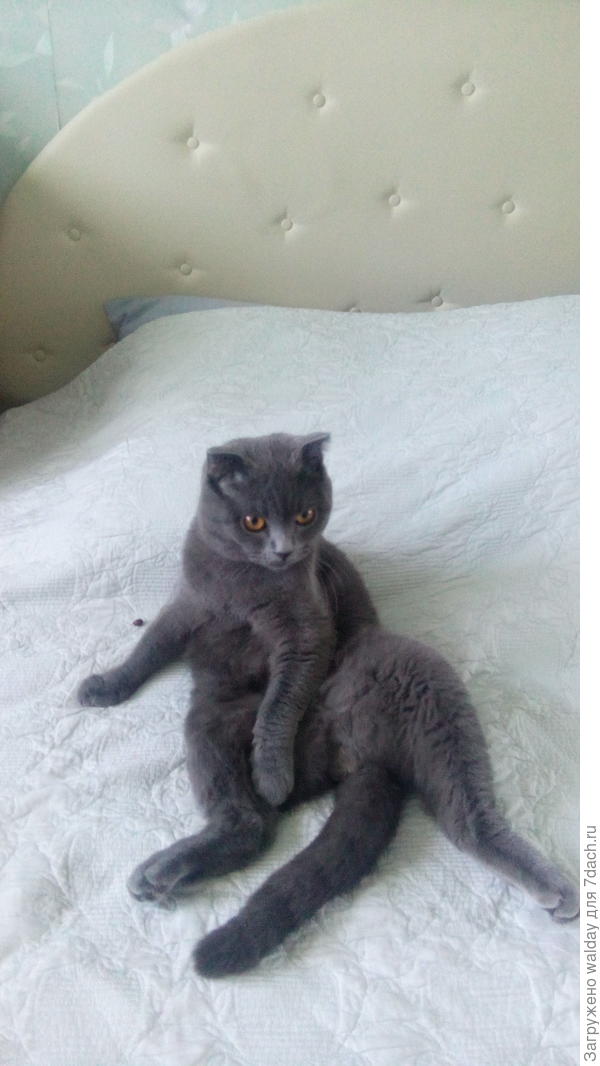 Присел передохнуть перед посадкой гороха...