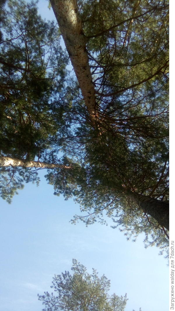 а если задрать голову вверх - видно небо.