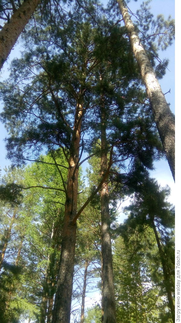 взгляд вверх выше крыши