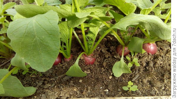 а это уже почти готовый второй замес