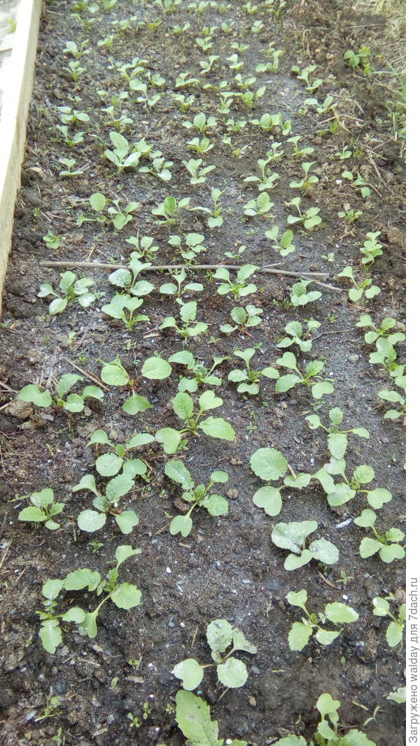 растут редьки