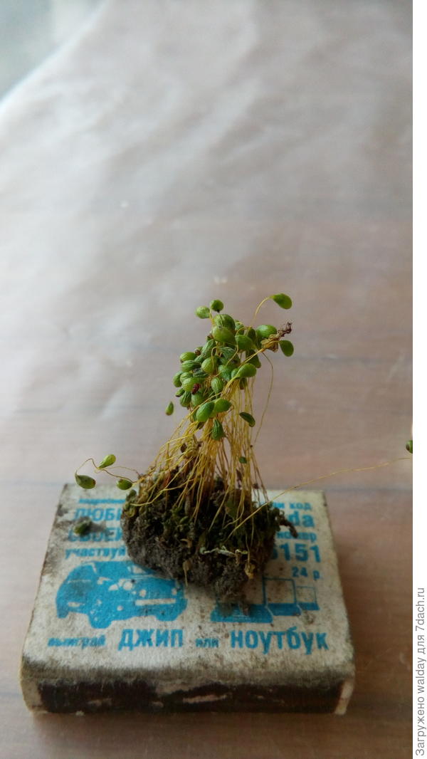 Красывий, да?