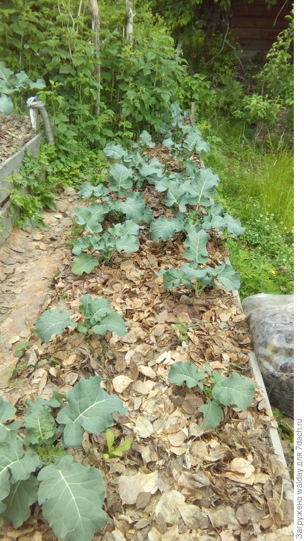 Правда, огурцы приходится подокучивать дополнительно...