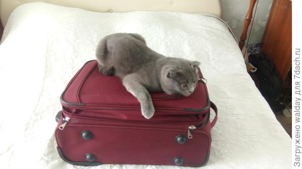 Кузя сказал, что будет сторожить чумадан с харчами