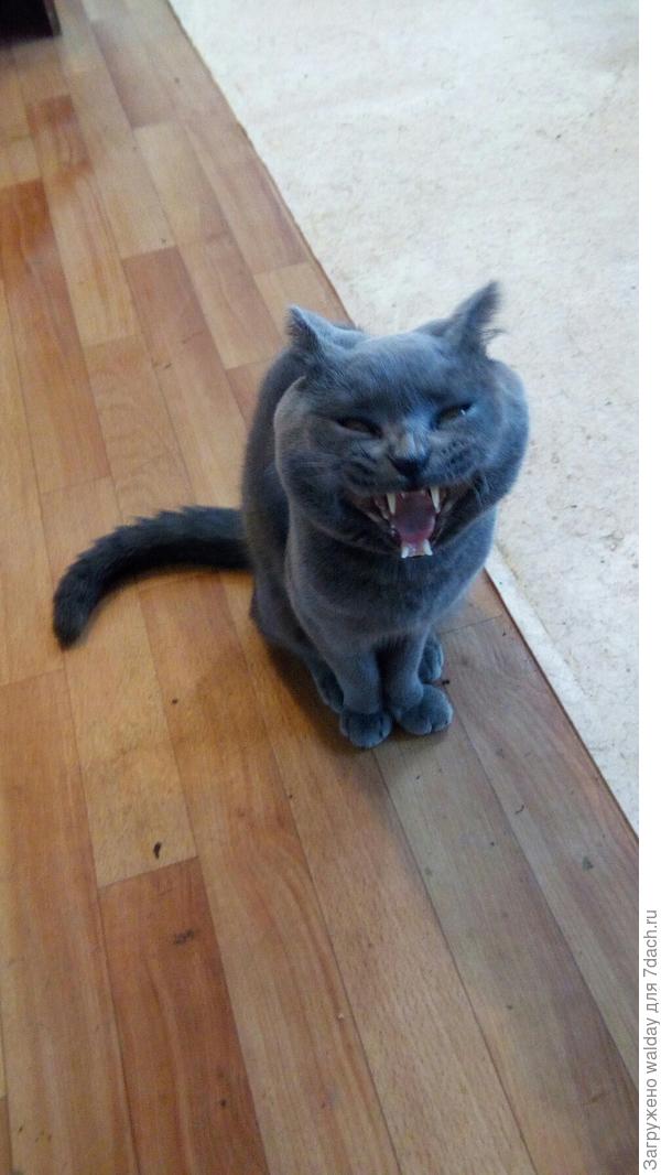 &amp;quot;... дед, ты чё, с дуба рухнул?..&amp;quot;