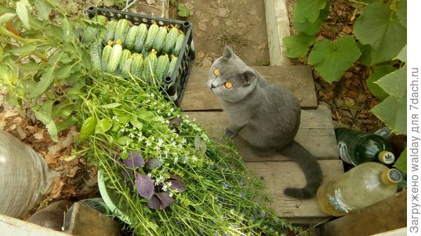 Да, Кузя тоже не прочь закусить огуречком