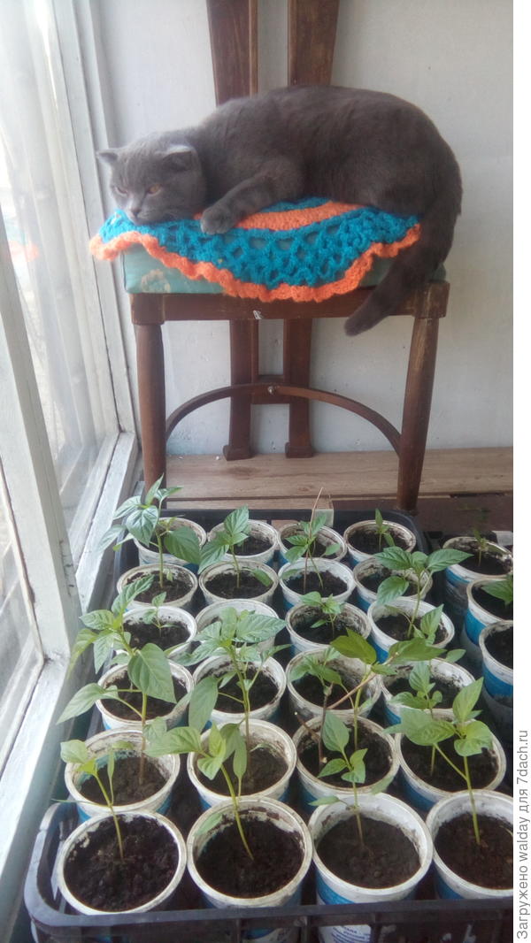 Кузя лично следит, чтобы ни фито, ни мета, ни квази..., - персональная ответственность, панимаш...