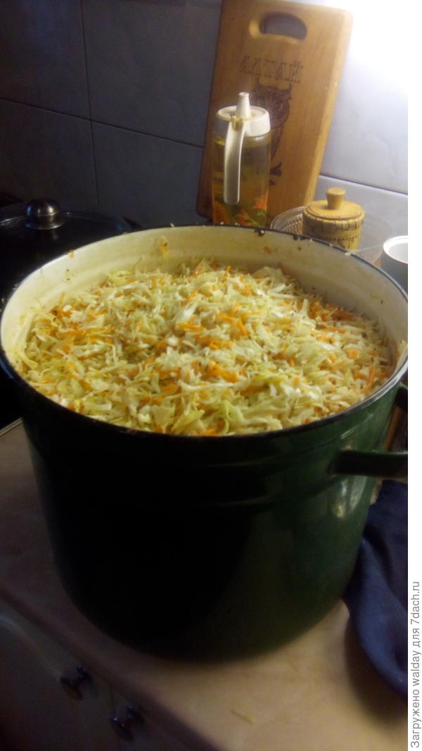 посолил, добавил укропчика, морковки, перемешал, утоптал, - двухведёрный бачок готов! Пару суток поквасится в квартире - разложил в порционные пакеты по 2-3 кг и на мороз. УСЁ!