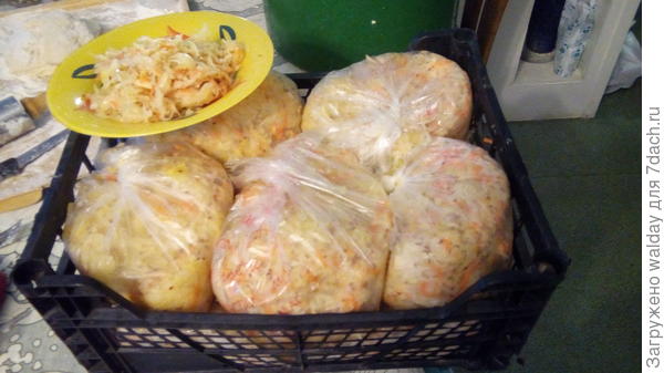 Это в процессе пустопорожнего дискурса дед забабахал вторую половину капусты и приготовил её к замораживанию. При раскладывании в пакеты никак не мог остановиться, поедая с огромным удовольствием, без лука и масла.