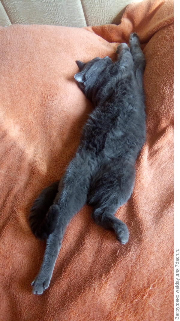 Бруно - тот ещё хлопчик!