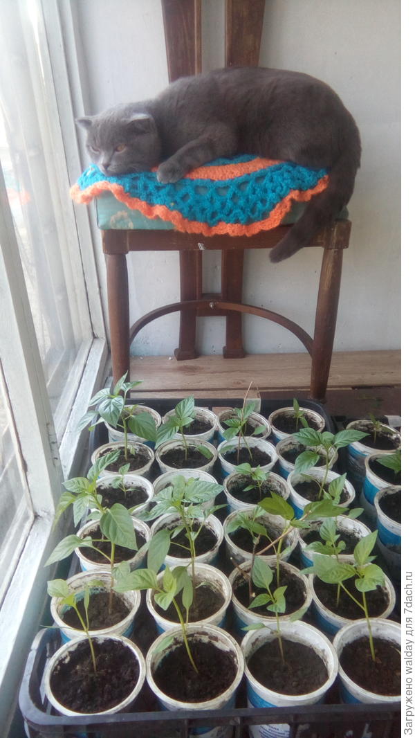 Во какие уже! Дед еле прикрепил фото - чё-то там в консерватории у них не срабатывает...