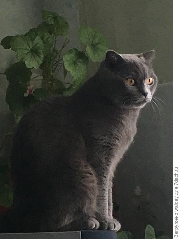 Так-то я хороший...