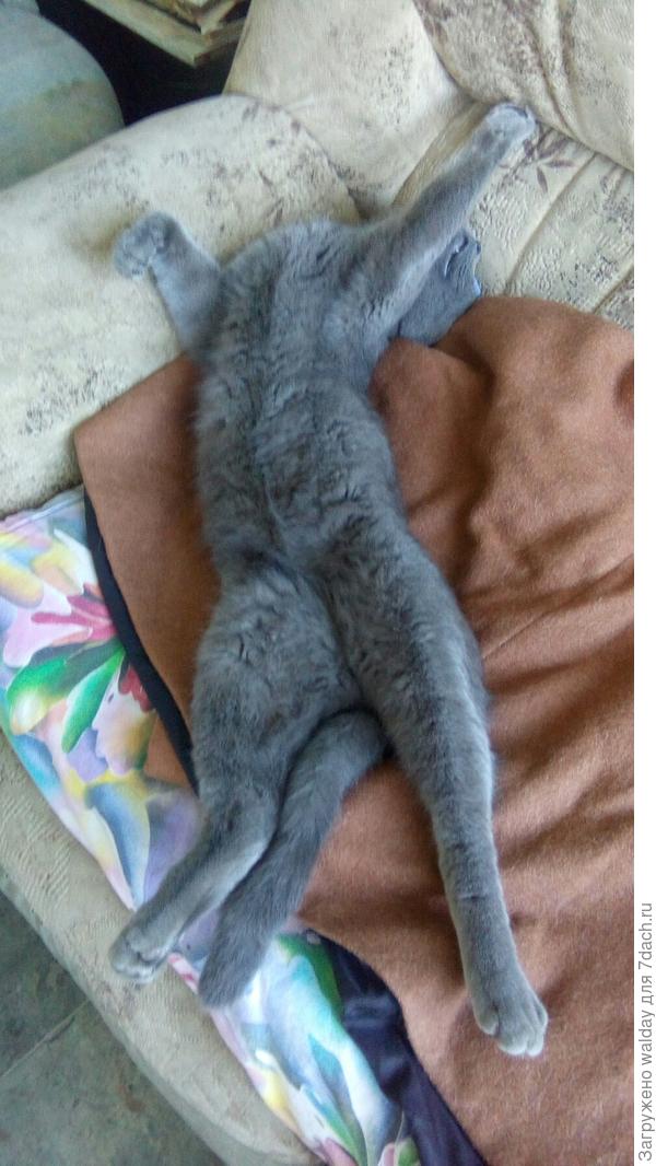 Приезжай в гости; поваляемся на дедином диване!