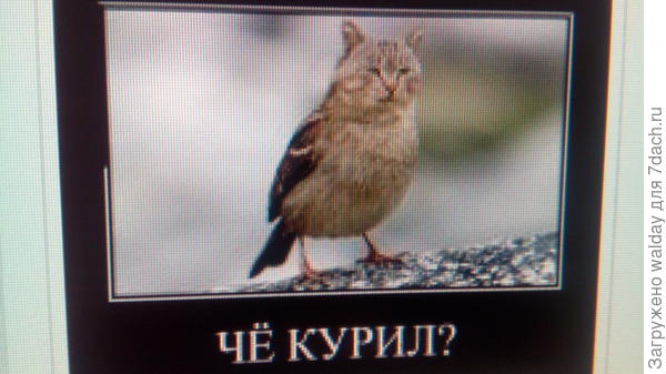 Не курил, а пил!