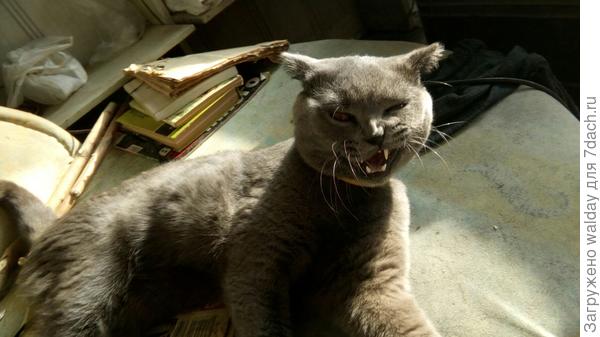 Скандалист.