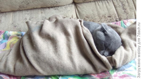 Чё-то похолодало в августе... А скоро, дед говорит, зима.