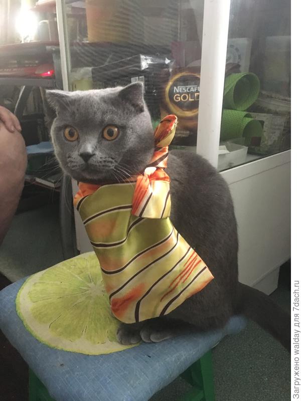 Кузьма приготовился, - наливайте!