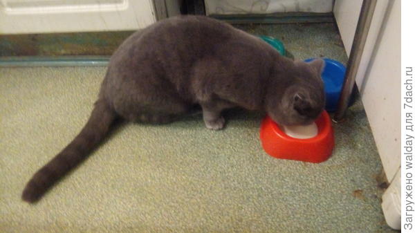 А Кузьма своё дело туго знает!