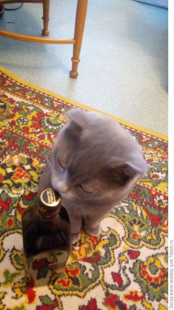 Можа и вискарика дед плеснёт малёха