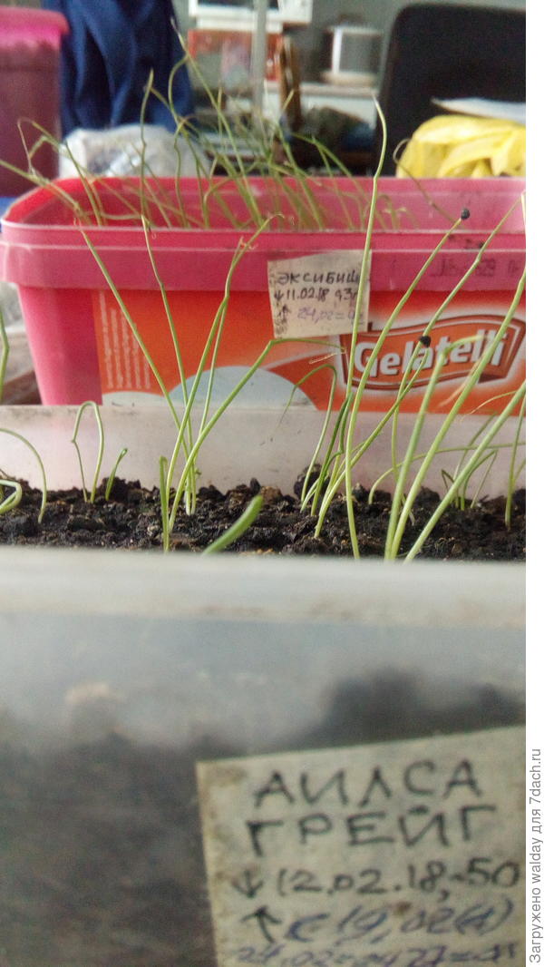 одна знакомая сеет лук в начале апреля в теплице, потом пересаживает. Результа я не видел, но она вроде довольна, так что экспериментируйте!