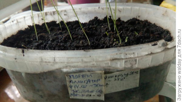 Порей уже пересеял, в эту же плошку, по кругу, и добавил пару плошек &quot;на всякий пожарный&quot;. Всегда хорошо удавался ВЕСТА, но в этом году не нашёл семян.