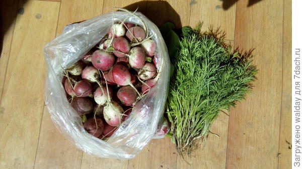 первый &quot;укос&quot; - 100 шт.  09.05.17г.