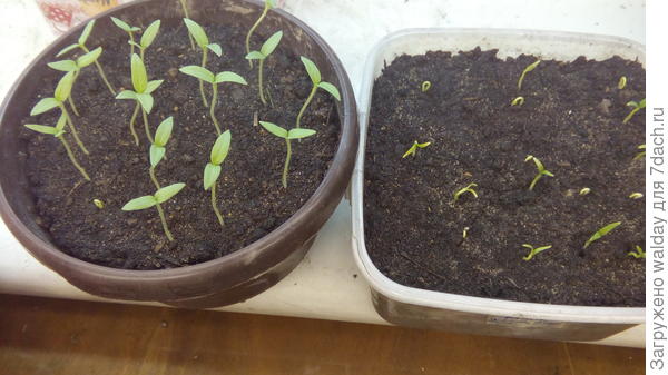 вот они 01.03, а 07.03 я их распикировал