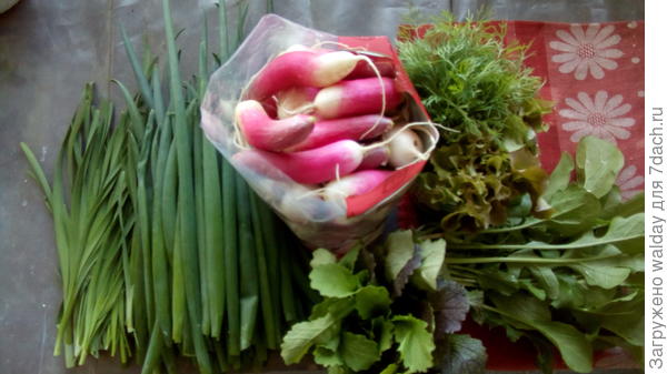 Второй &quot;укос&quot; - 100 шт.  14.05.17 и так далее... Но зеленушки прибавляется