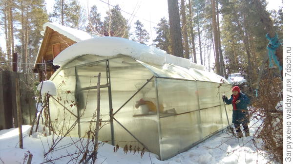 А бабушко моё ещё и снегом на теплице занялась