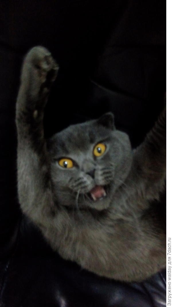 Кузя: &quot;Wow!.. как оне там живут?&quot;