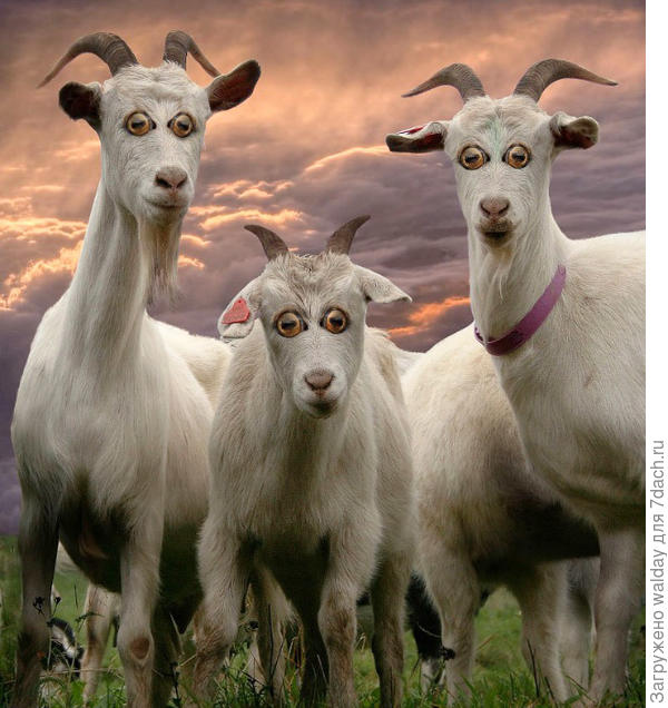 А это... догадайтесь хто!