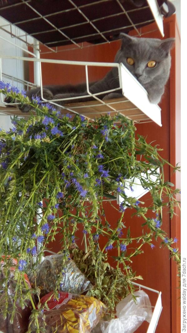 Он вааще службу несёт исправно.