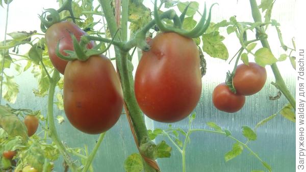 roma VF, а может и не VF... запамятовал ded.