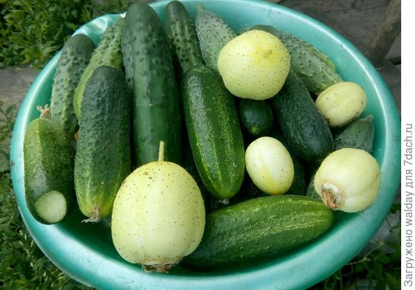 А вот эти жёлтые - не скажу, хто ета....