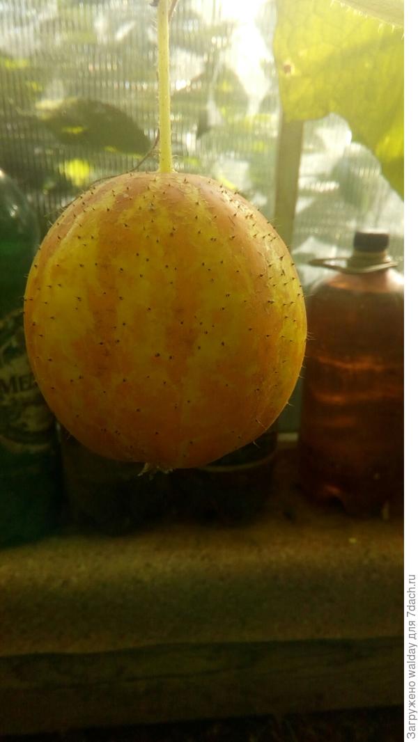 экземпляр на семена, 22.08. (Сразу не прикреплялся чё-то к тексту)