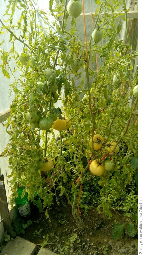 вот так и рос этот неприкаянный томатец.