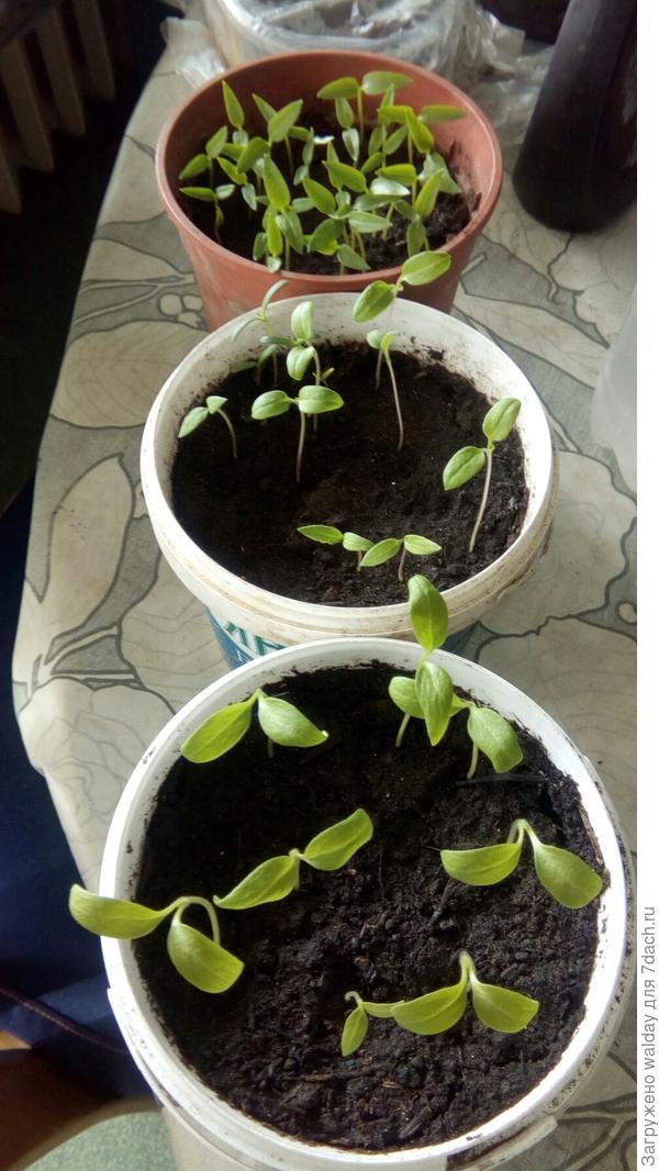 Наглядный пример: вверху из покупного красного перца, назвал ПК*19, внизу два горшочка с какими-то &amp;quot;казёнными&amp;quot;.