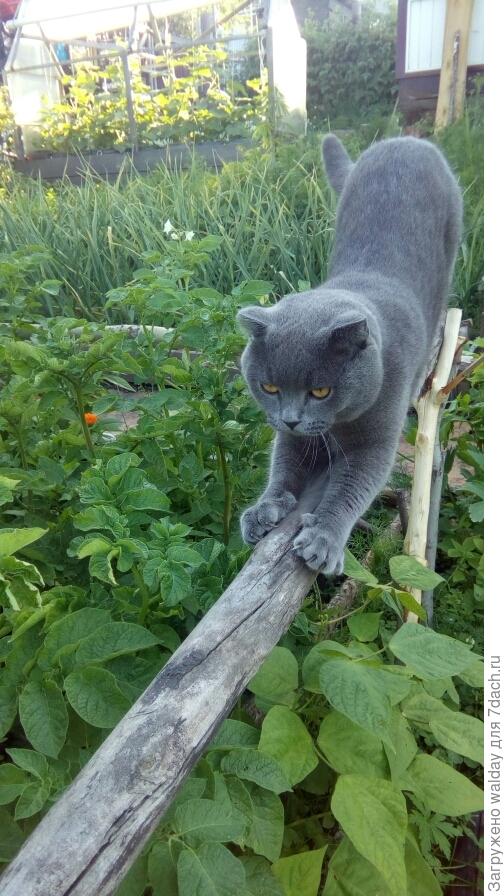 А вообще-то он работяга; зарядку с утра сделает и помогает деду весь день на огороде - ходит за мной, аки собачонок.