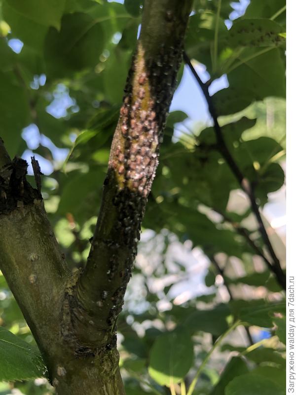 ...давлю пальцами...