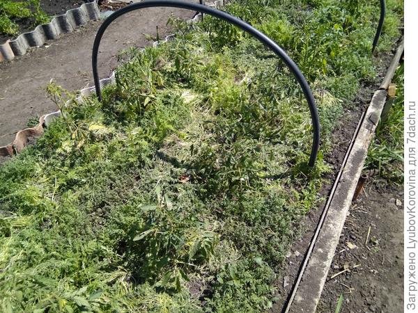 это я не много прорвала сидераты