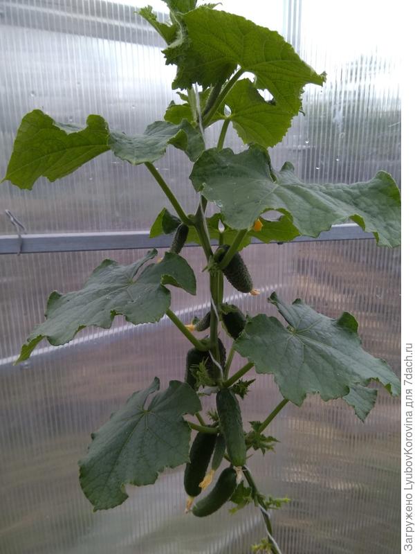 высота 80 см а урожай прикольный