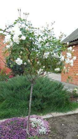 Штамбовая роза